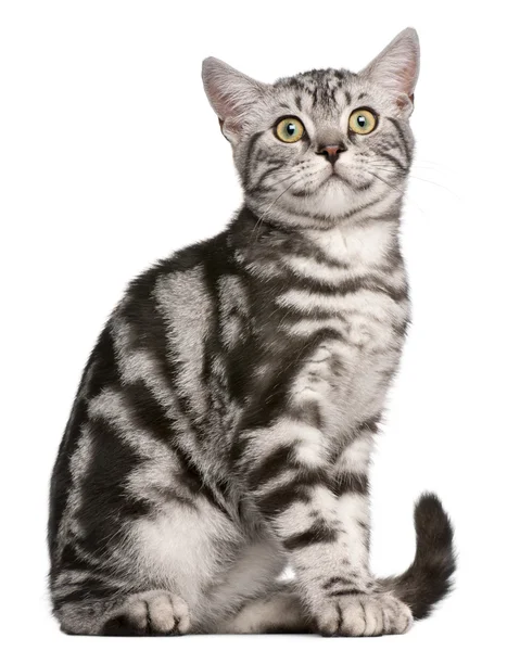 Kot brytyjski krótkowłosy, 4 miesiące, siedząc z przodu białe tło — Zdjęcie stockowe