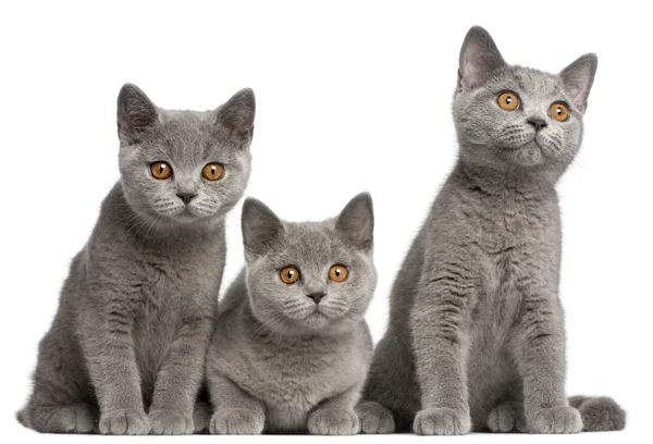 British Shorthair kittens, 3 months old, sitting in front of white background — Stock Photo, Image