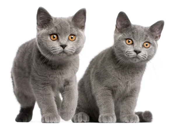 British Shorthair kittens, 3 months old, in front of white background — Stock Photo, Image