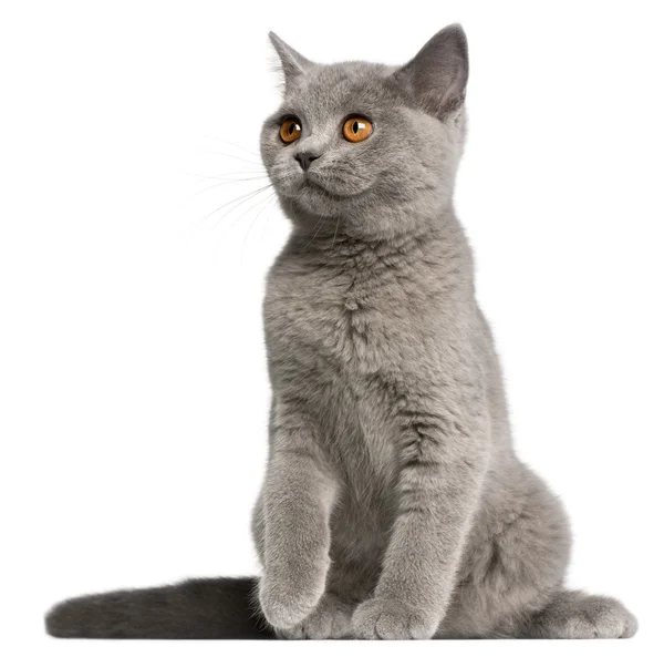 British Shorthair kitten, 3 months old, sitting in front of white background — Stock Photo, Image