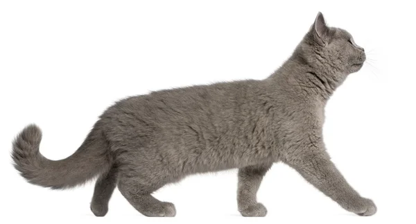 Britská krátkosrstá kotě, 3 měsíce starý, chodit před bílým pozadím — Stock fotografie