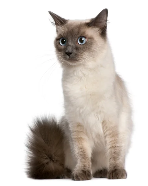Ragdoll-Katze, 15 Monate alt, sitzt vor weißem Hintergrund — Stockfoto