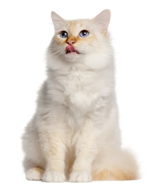 Birman cat, 16 months old, sitting in front of white background — Stock Photo, Image