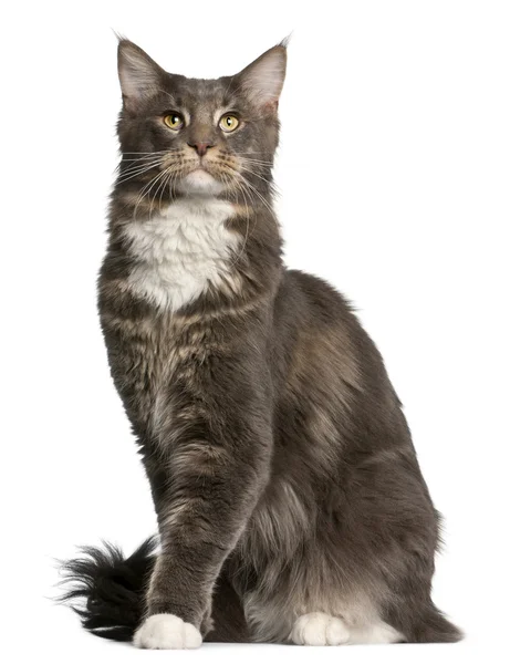 Maine Coon cat, 11 months old, sitting in front of white background — Stock Photo, Image
