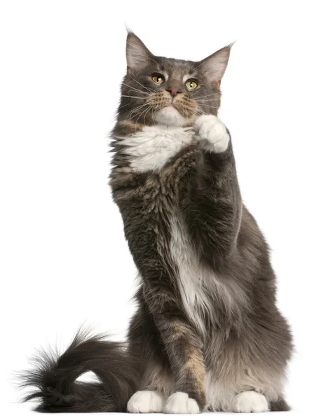 Maine Coon cat, 11 months old, sitting in front of white background — Stock Photo, Image