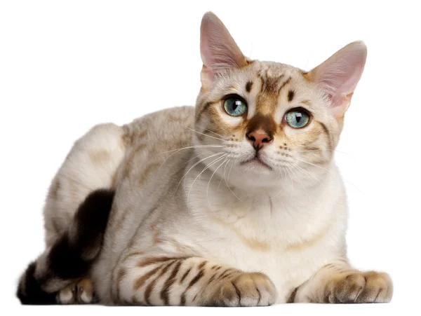 Bengal cat, 6 months old, lying in front of white background — Stock Photo, Image