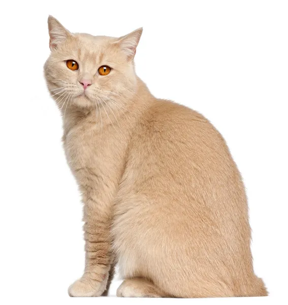 British Shorthair cat, 1 year old, sitting in front of white background — Stock Photo, Image