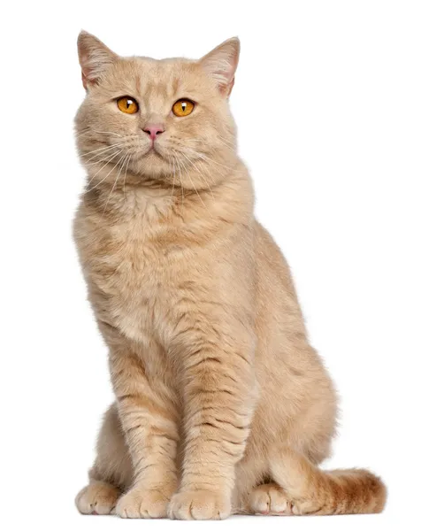 Kot brytyjski krótkowłosy, 1 rok stary, siedząc w tle — Zdjęcie stockowe