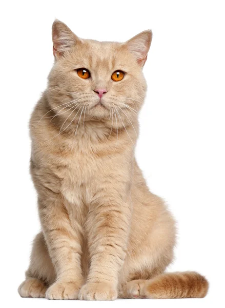 Britská krátkosrstá kočka, 1 rok starý, sedící před bílým pozadím — Stock fotografie