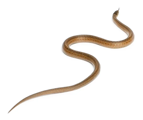 Glatte Schlange, Coronella austriaca, vor weißem Hintergrund — Stockfoto