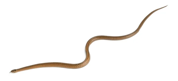 Smooth snake, Coronella austriaca, in front of white background — Stock Photo, Image