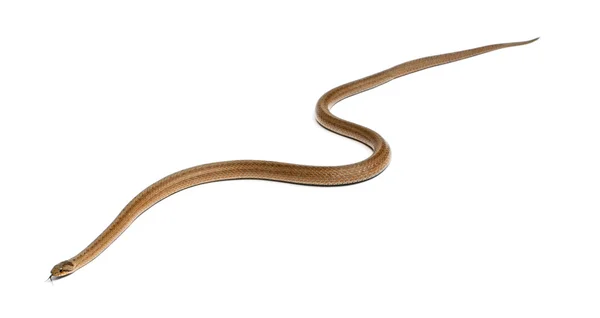 Glatte Schlange, Coronella austriaca, vor weißem Hintergrund — Stockfoto