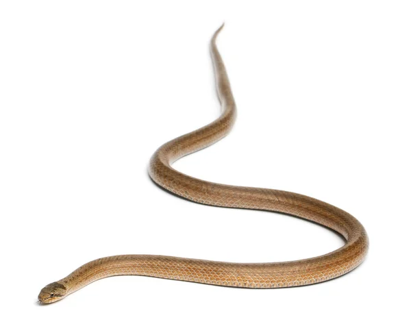 滑らかなヘビ、coronella austriaca、白い背景の前に — ストック写真