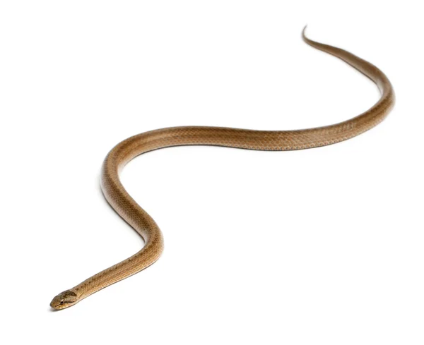 Serpiente lisa, Coronella austriaca, delante de fondo blanco — Foto de Stock