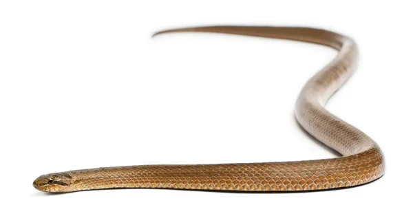 光滑的蛇，奥地利黑松 coronella，在白色背景前 — 图库照片