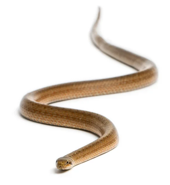 Smidig orm, coronella austriaca, framför vit bakgrund — Stockfoto