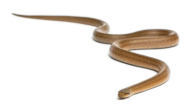 Serpente liscio, Coronella austriaca, davanti allo sfondo bianco — Foto Stock