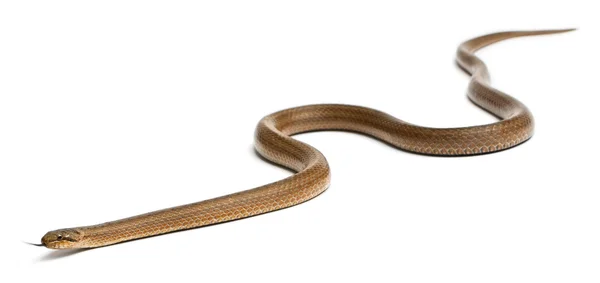 滑らかなヘビ、coronella austriaca、白い背景の前に — ストック写真