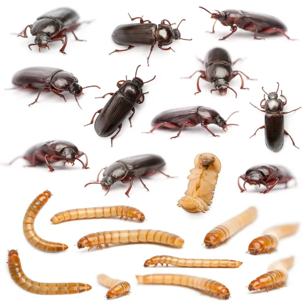 Ciclo de vida de una composición de gusano de la comida, Tenebrio molitor, delante de fondo blanco — Foto de Stock
