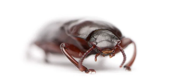 ゴミムシダマシの幼虫、白い背景の前での tenebrio モリター — ストック写真