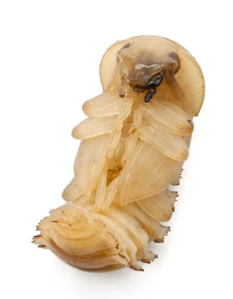 Larva di Verme da pasto, Tenebrio molitor, davanti a sfondo bianco — Foto Stock
