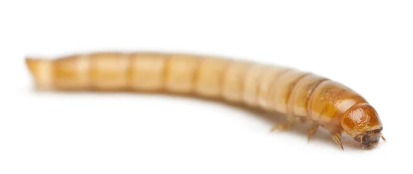 白い背景の前での tenebrio モリター ゴミムシダマシの幼虫の幼虫 — ストック写真