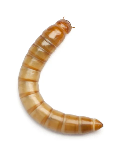 Κάμπια των mealworm, tenebrio molitor, μπροστά από το λευκό φόντο — Φωτογραφία Αρχείου
