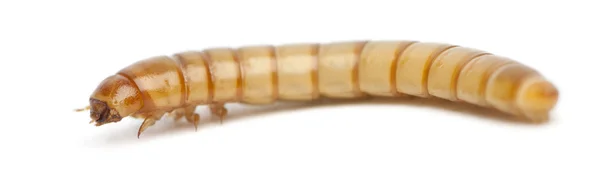 Larva av MJÖLMASK, tenebrio molitor, framför vit bakgrund — Stockfoto