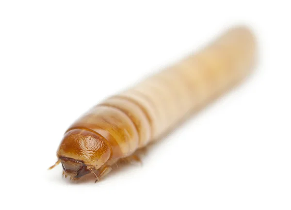 白い背景の前での tenebrio モリター ゴミムシダマシの幼虫の幼虫 — ストック写真
