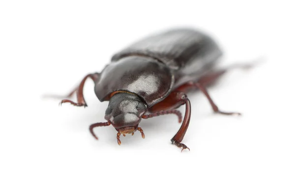 ゴミムシダマシの幼虫、白い背景の前での tenebrio モリター — ストック写真
