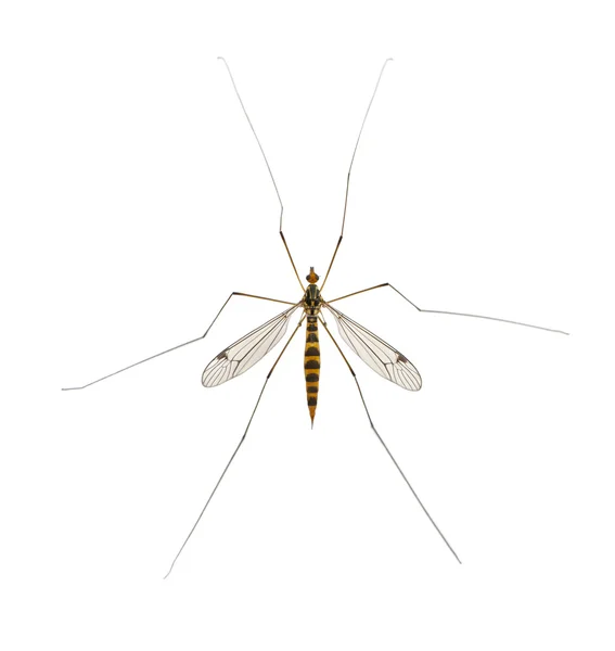 Papà gambe lunghe, zanzara, - nephrotoma scalaris — Foto Stock
