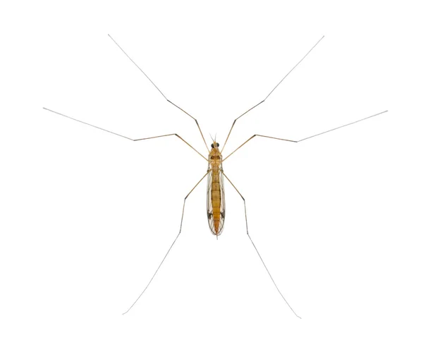 Papa longues jambes, moustique, - nephrotoma scalaris — Photo