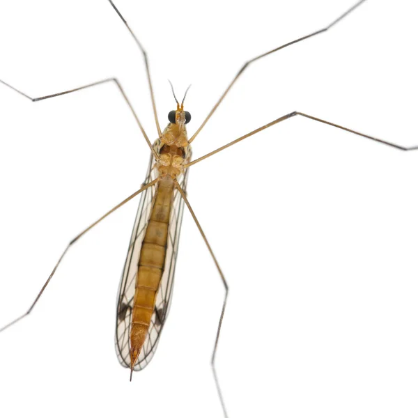 Daddy long legs, mosquito, - nephrotoma scalaris — Stock Photo, Image