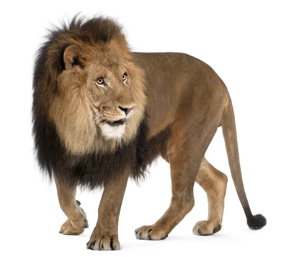 Lion, Panthera leo, 8 years old, standing in front of white background — Stock Photo, Image
