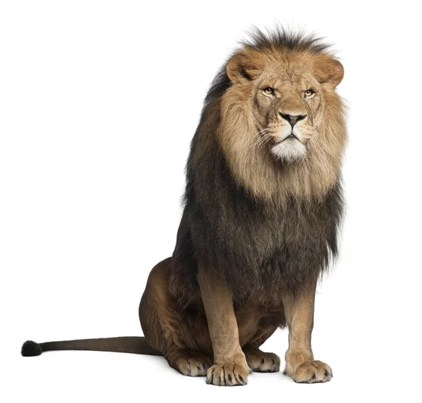 Lion, Panthera leo, 8 years old, sitting in front of white background — Stock Fotó