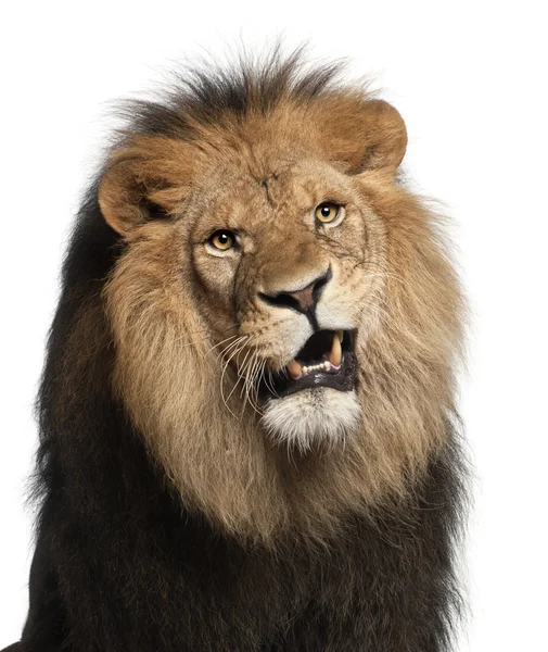 Gros plan sur lion, Panthera leo, 8 ans, devant fond blanc — Photo
