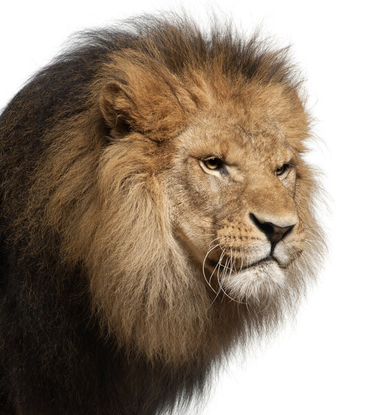 Close-up of lion, Panthera leo, 8 years old, in front of white background