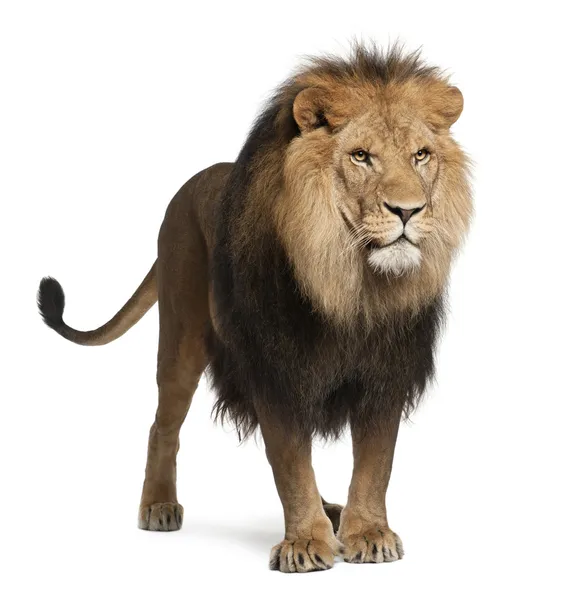 Lion, Panthera leo, 8 years old, standing in front of white background — Stock Photo, Image