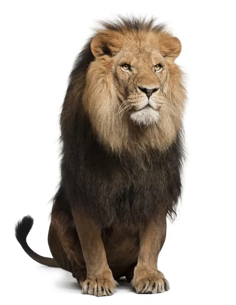 Lejon, panthera leo, 8 år gammal, sitter framför vit bakgrund — Stockfoto
