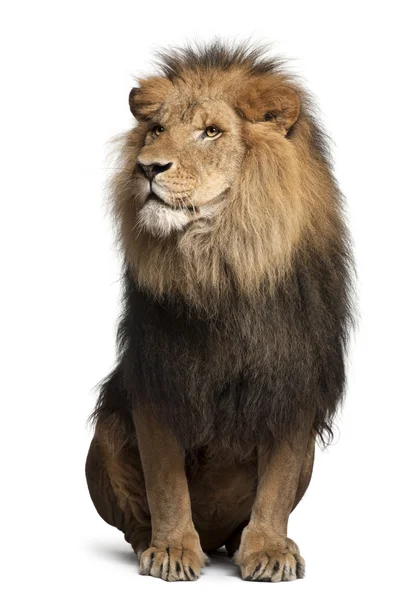 Lejon, panthera leo, 8 år gammal, sitter framför vit bakgrund — Stockfoto