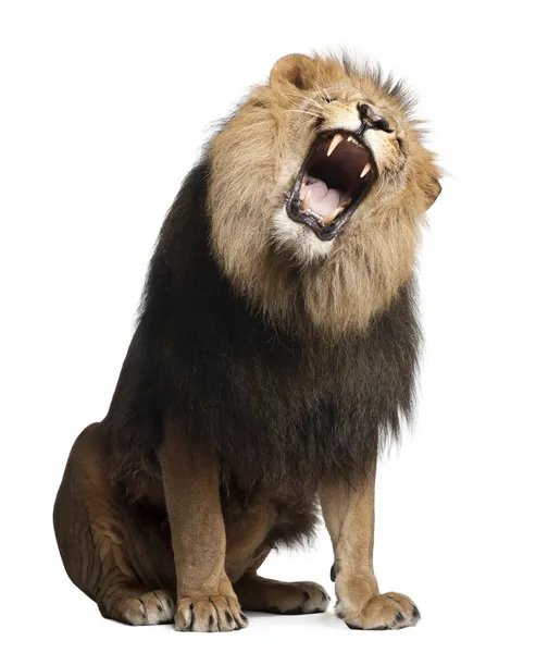Lion, Panthera leo, 8 years old, roaring in front of white background — Stock Photo, Image