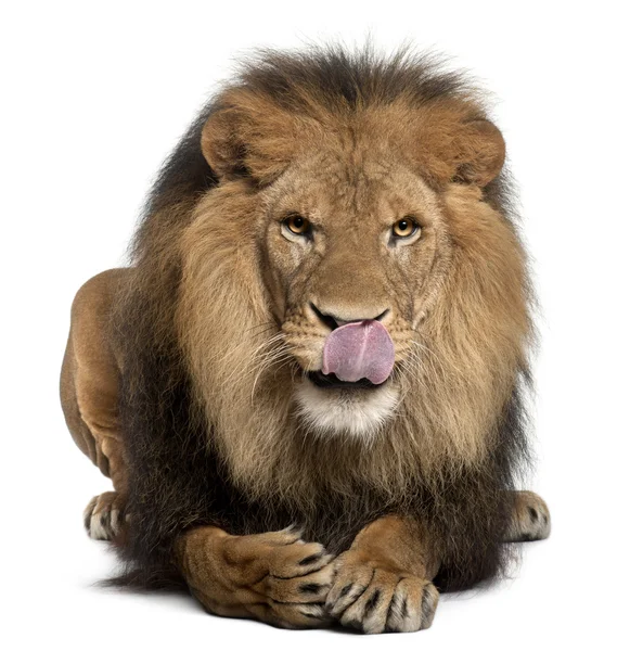 Λιοντάρι γλείφει τα χείλη, panthera leo, 8 ετών, μπροστά από το λευκό φόντο — Φωτογραφία Αρχείου