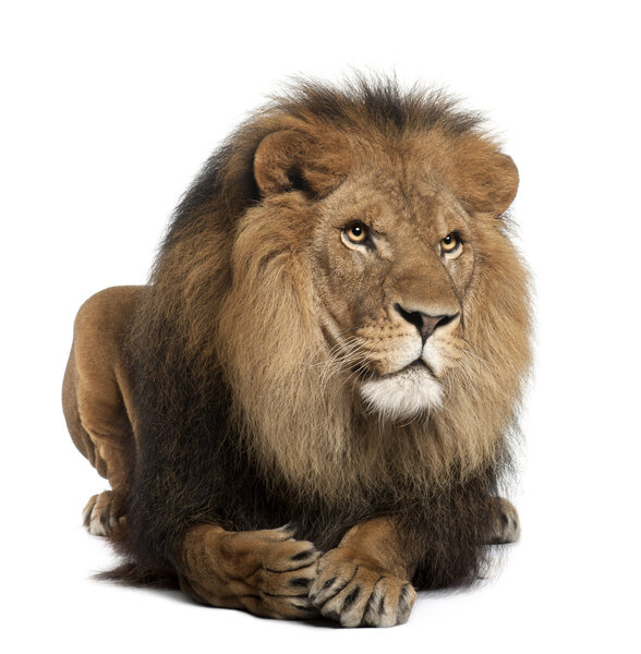 Lion, Panthera leo, 8 years old, lying in front of white background