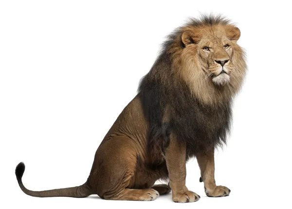 Löwe, Panthera leo, 8 Jahre alt, sitzt vor weißem Hintergrund — Stockfoto