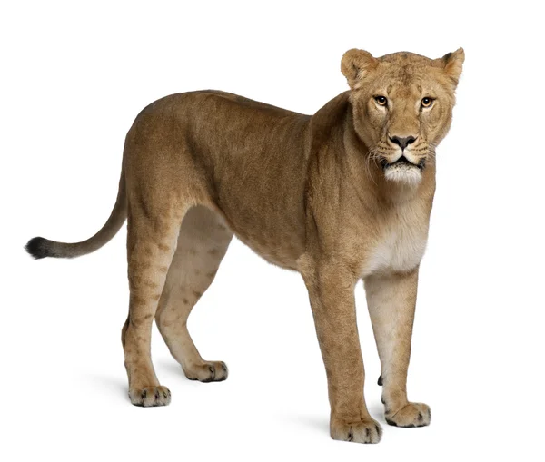 Leoa, Panthera leo, 3 anos, de pé em frente ao fundo branco — Fotografia de Stock