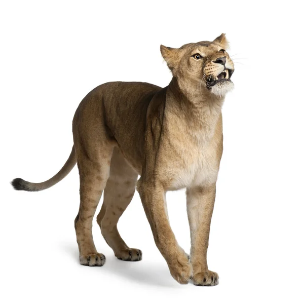 Lioness, Panthera leo, 3 years old, standing in front of white background — Stock Photo, Image