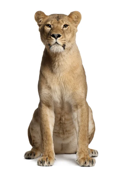 Löwin, Panthera leo, 3 Jahre alt, sitzt vor weißem Hintergrund — Stockfoto