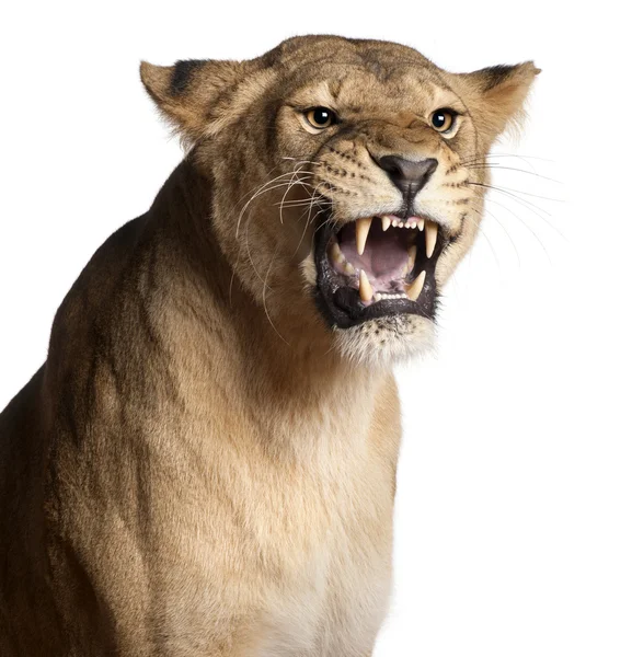 Lvice, panthera leo, 3 roky starý, vrčel před bílým pozadím — Stock fotografie