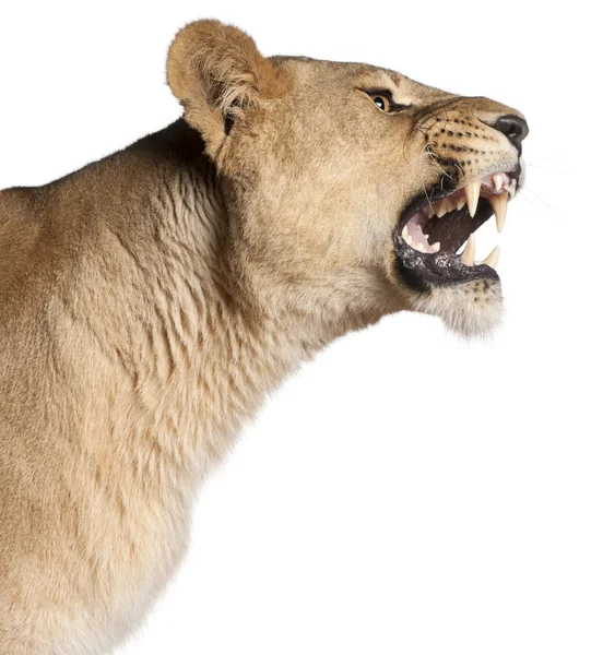 Löwin, Panthera leo, 3 Jahre alt, knurrend vor weißem Hintergrund — Stockfoto
