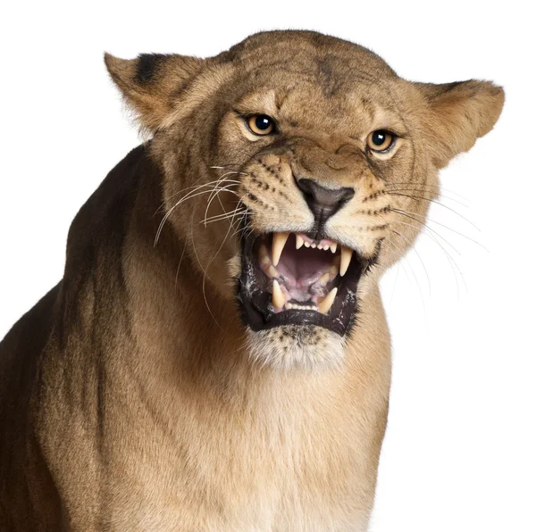 Lioness, Panthera leo, 3 years old, snarling in front of white background — Stock Photo, Image